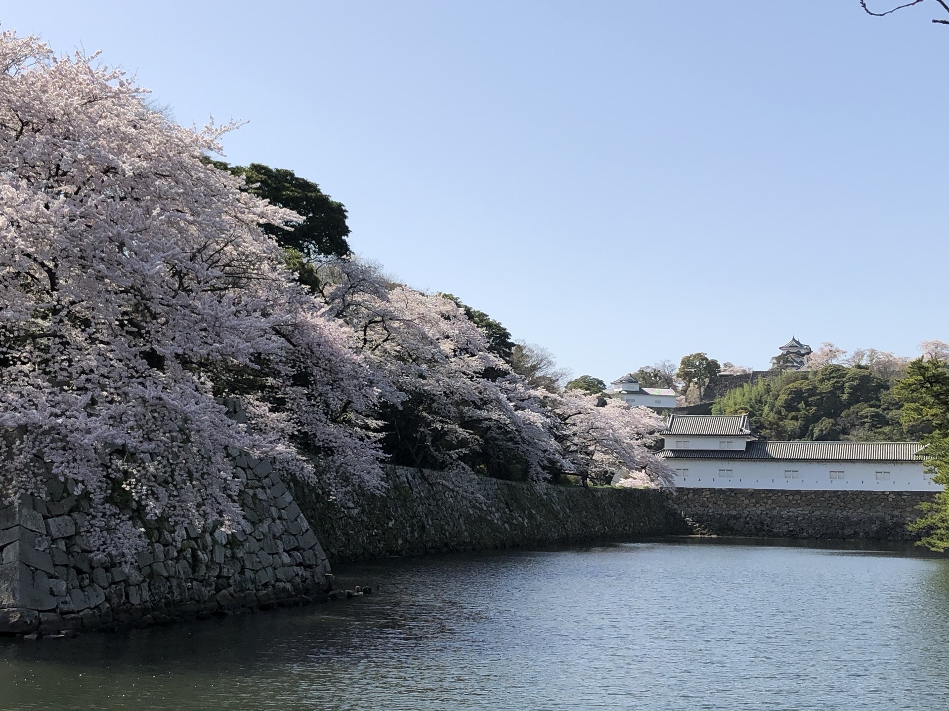 彦根城の桜 Lucky River News